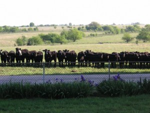 cows-300x225 KMK Cattle Company - Buy Oklahoma Grassfed Beef